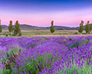 Wax Melts - Lavender
